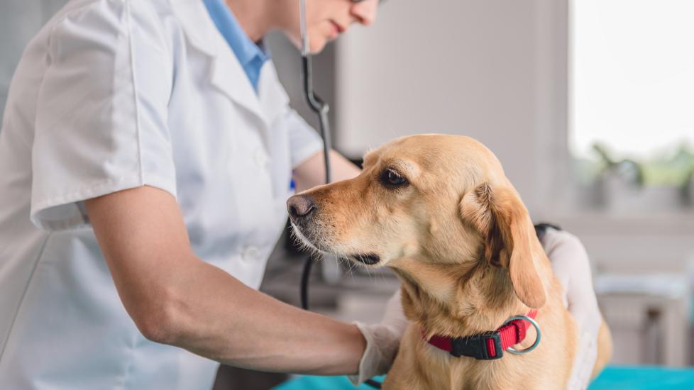 A vet checks a pup for gastroenteritis in dogs.